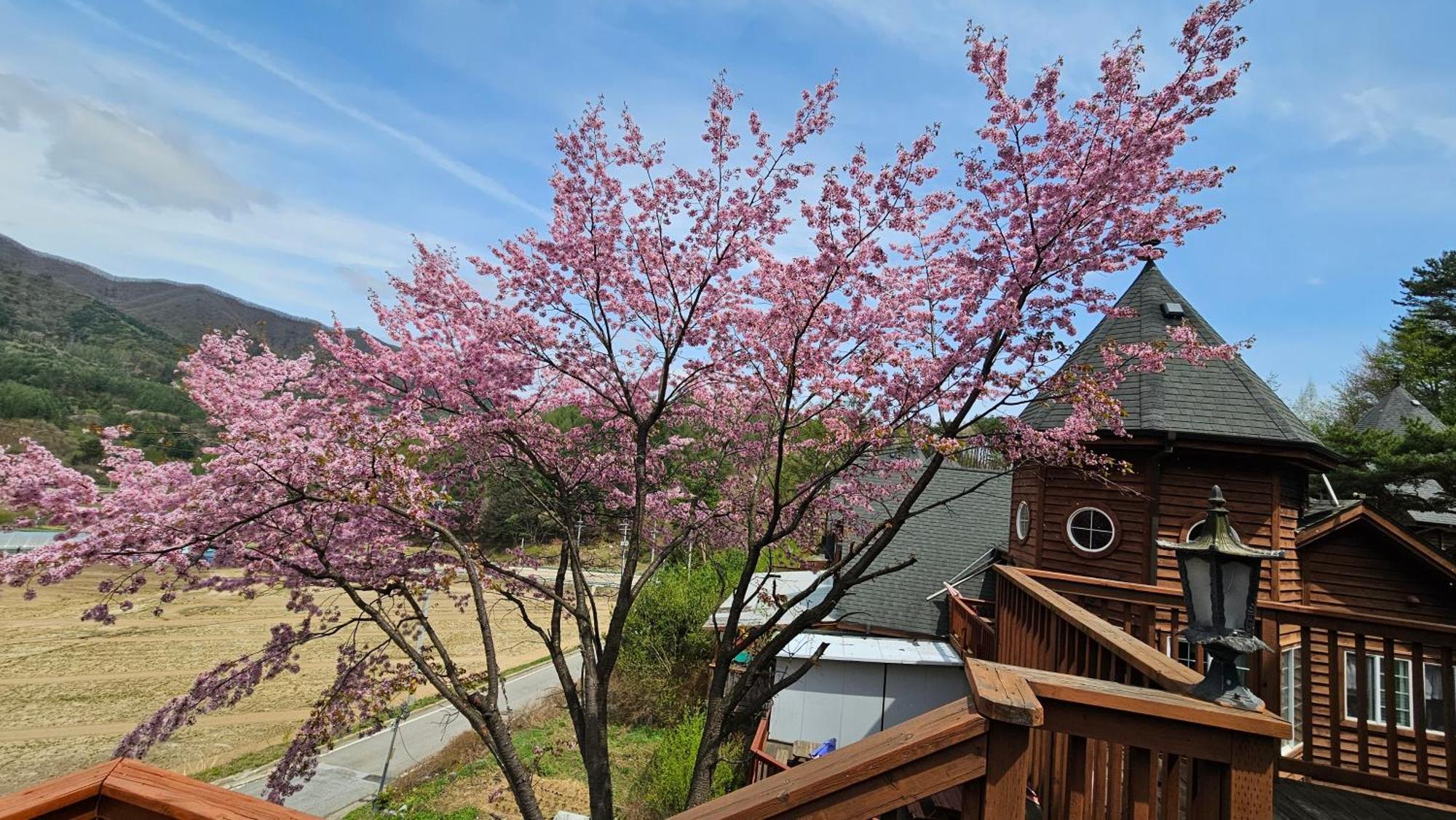Elf Resort Hotel Pyeongchang Buitenkant foto
